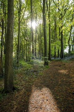 the sun shines through the trees in the forest