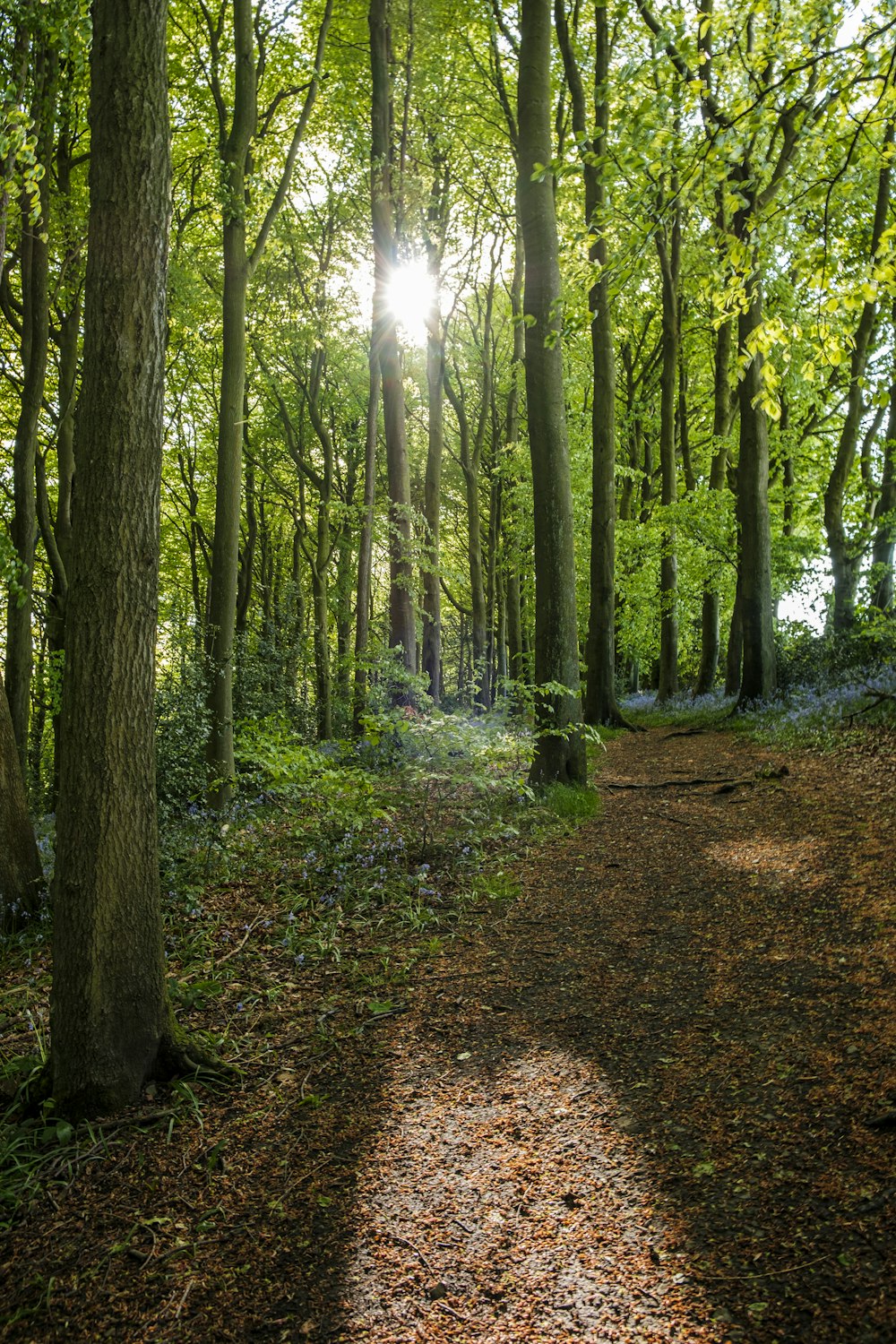 the sun shines through the trees in the forest