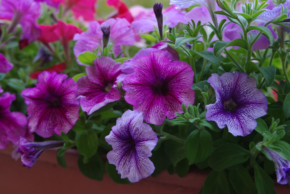 a group of purple and pink flowers in a pot