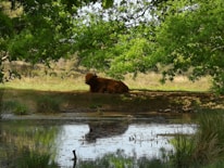 A peaceful gaushala in Karnataka with cows resting under shade trees.