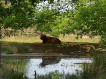 A brown cow rests under the shade of lush green trees beside a calm body of water, with its reflection visible on the surface. The surrounding area features grass and sparse vegetation, creating a serene and peaceful setting.