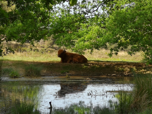 A brown cow rests under the shade of lush green trees beside a calm body of water, with its reflection visible on the surface. The surrounding area features grass and sparse vegetation, creating a serene and peaceful setting.