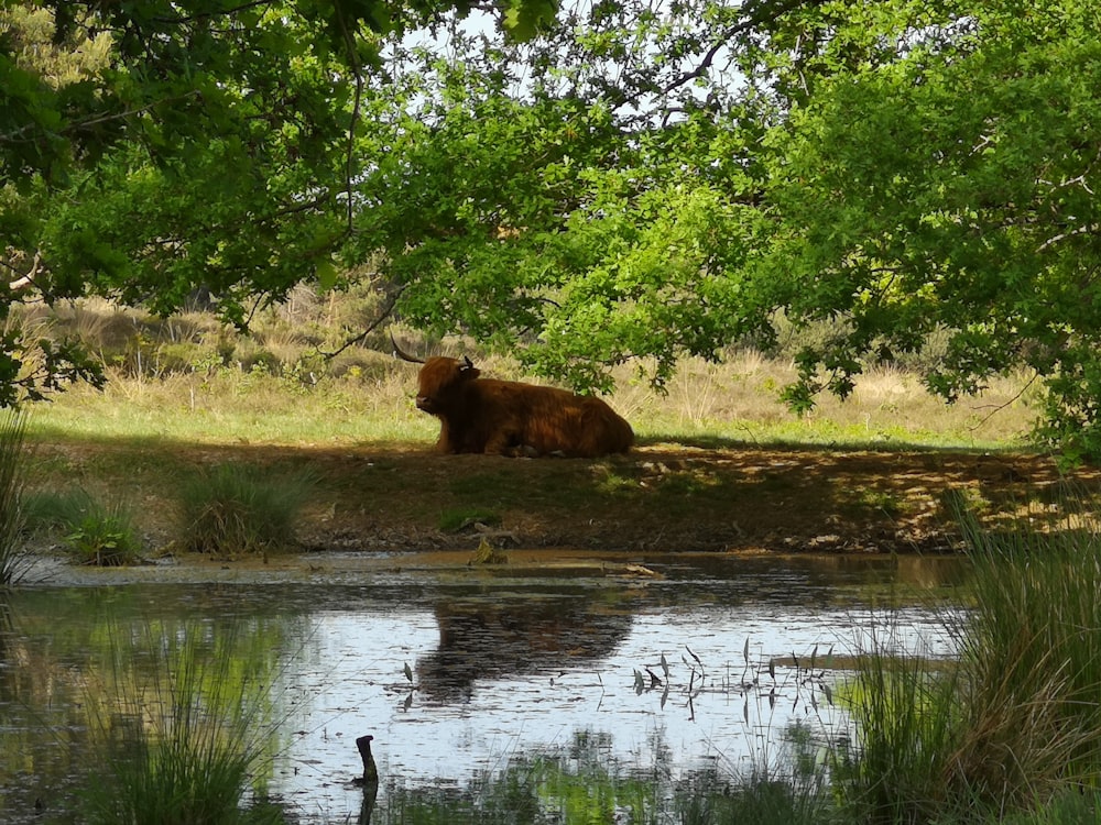a large brown bear laying on top of a lush green field