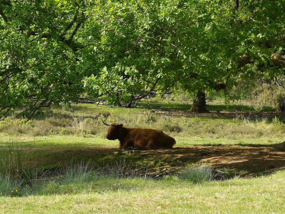 a cow laying in the shade of a tree