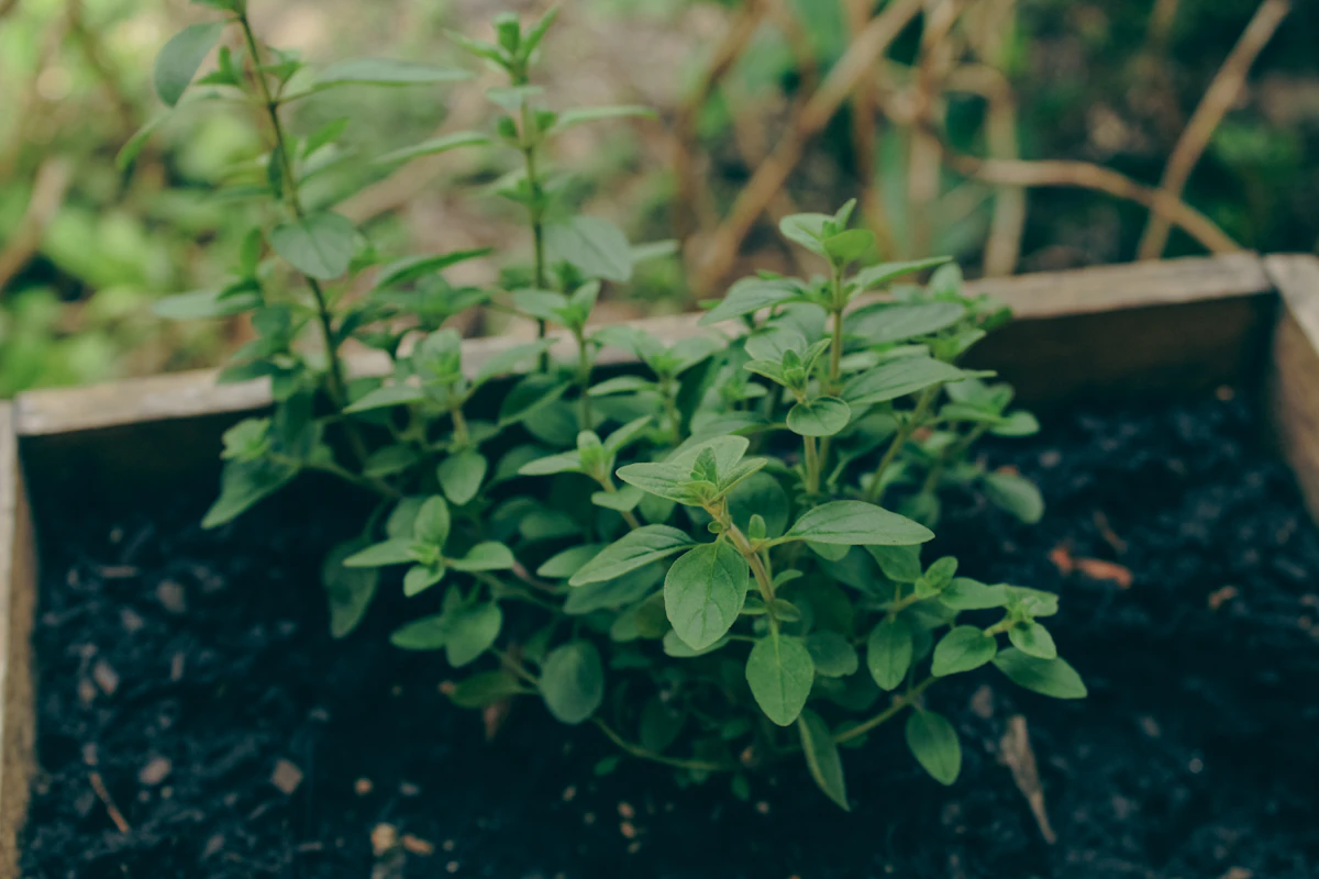 Oregano Growing India — Pizza Herb Carvacrol MRSA Encyclopedia