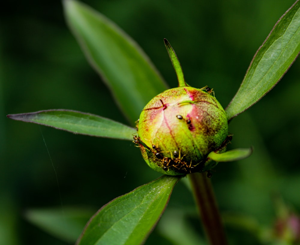 a close up of a flower on a plant