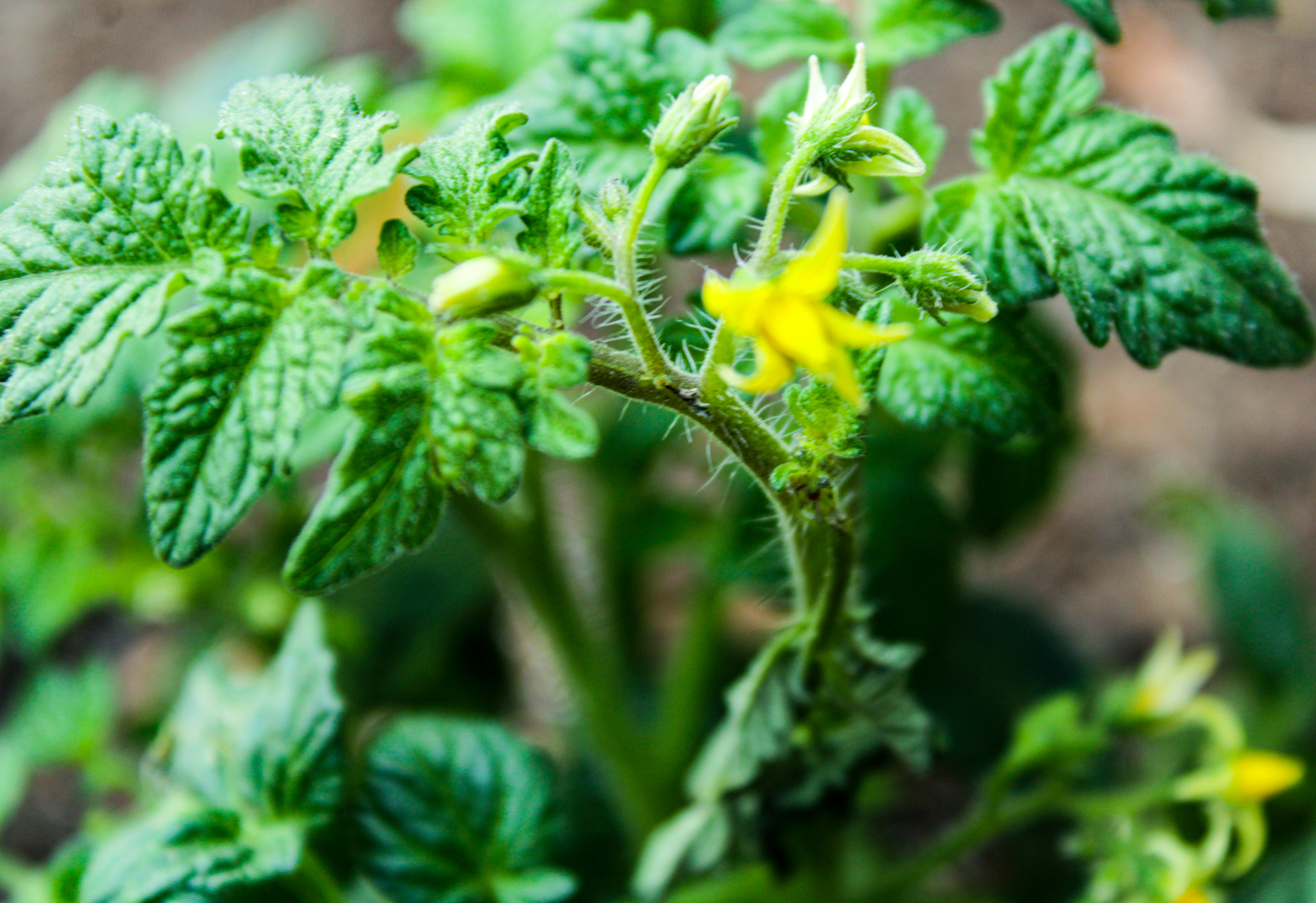 10 Plant-Based Herbal Snacks to Keep Immunity High