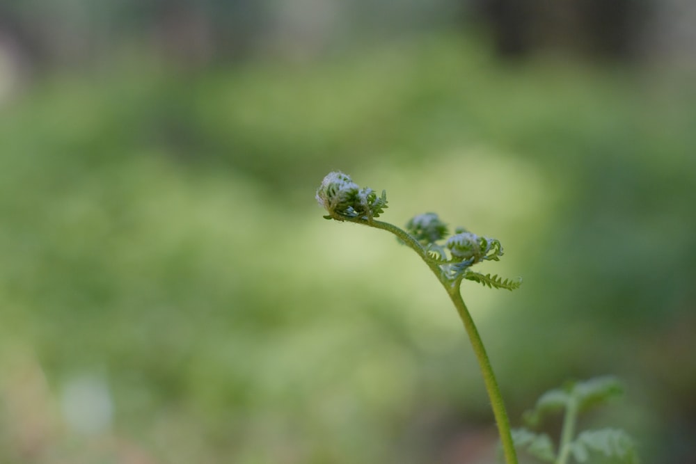 a close up of a plant with a blurry background