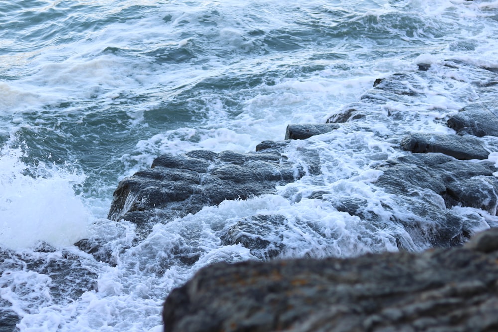 a bird sitting on top of a rock next to the ocean