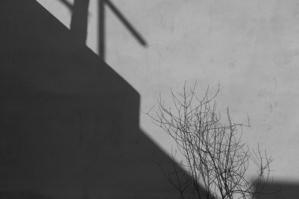 a black and white photo of a tree in front of a building