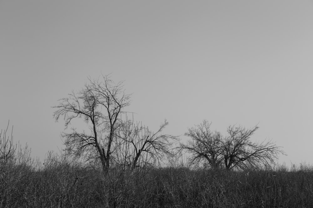 a black and white photo of trees in a field