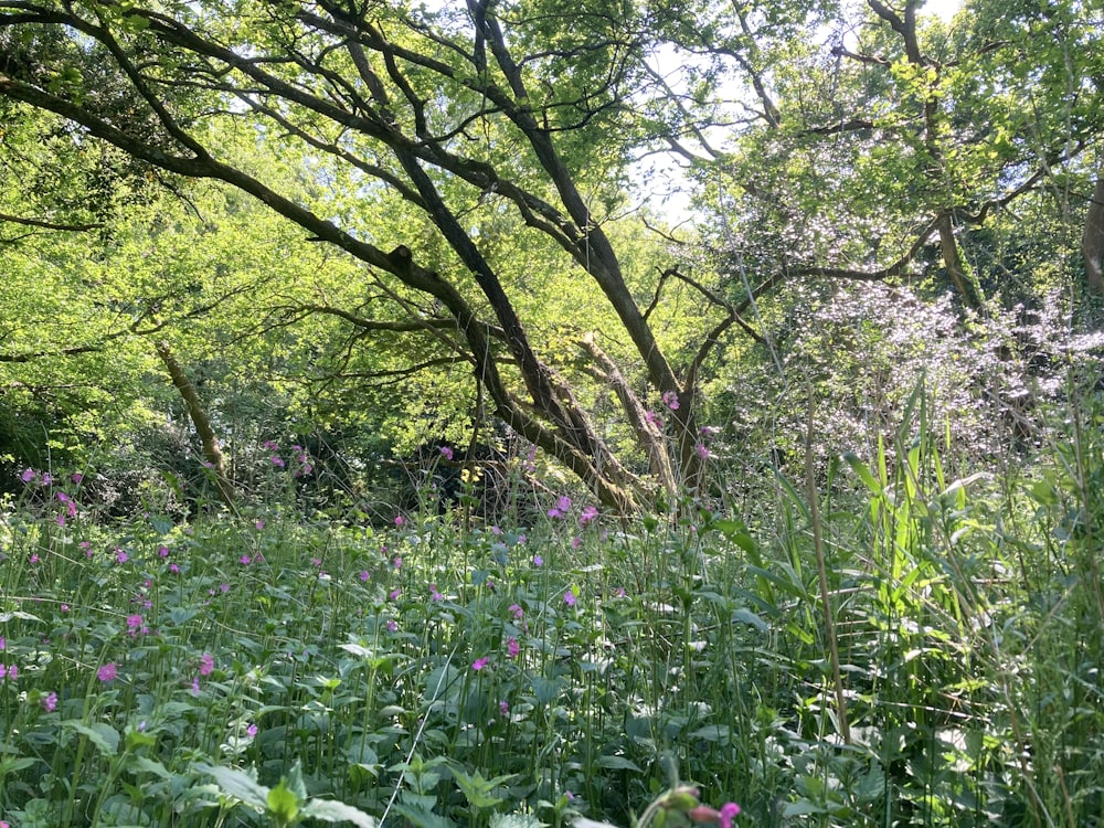 a field of wild flowers and trees in the background
