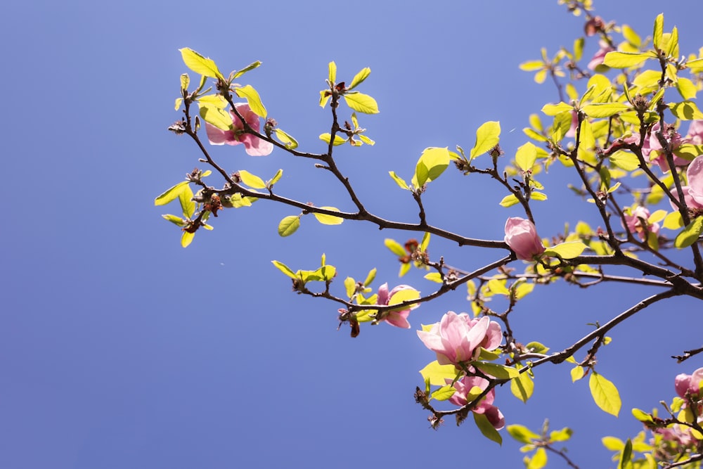 a tree branch with pink flowers against a blue sky