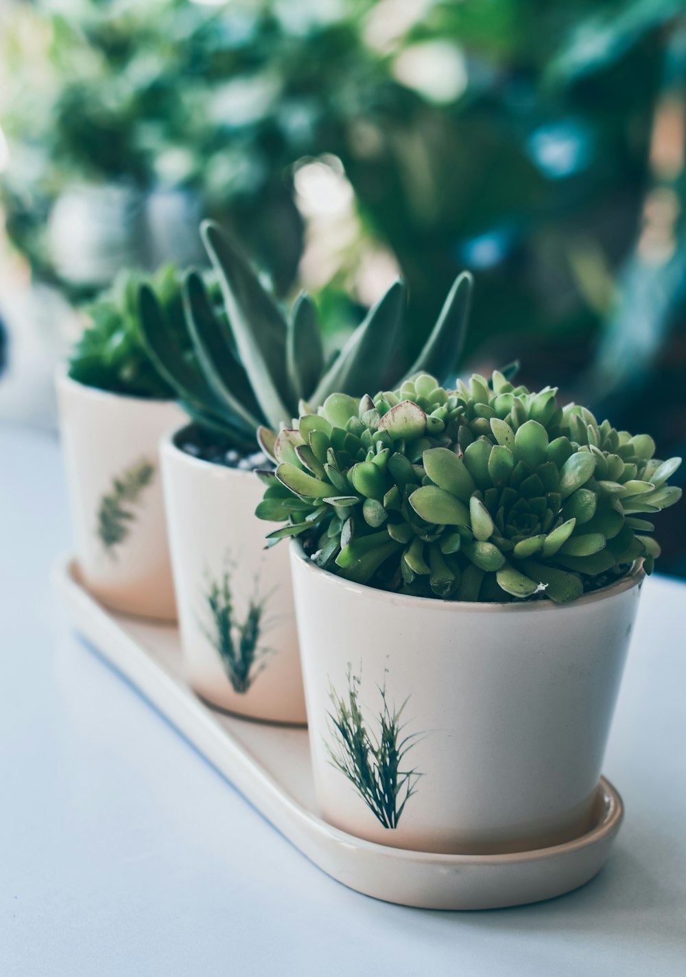 three succulents in white pots on a tray