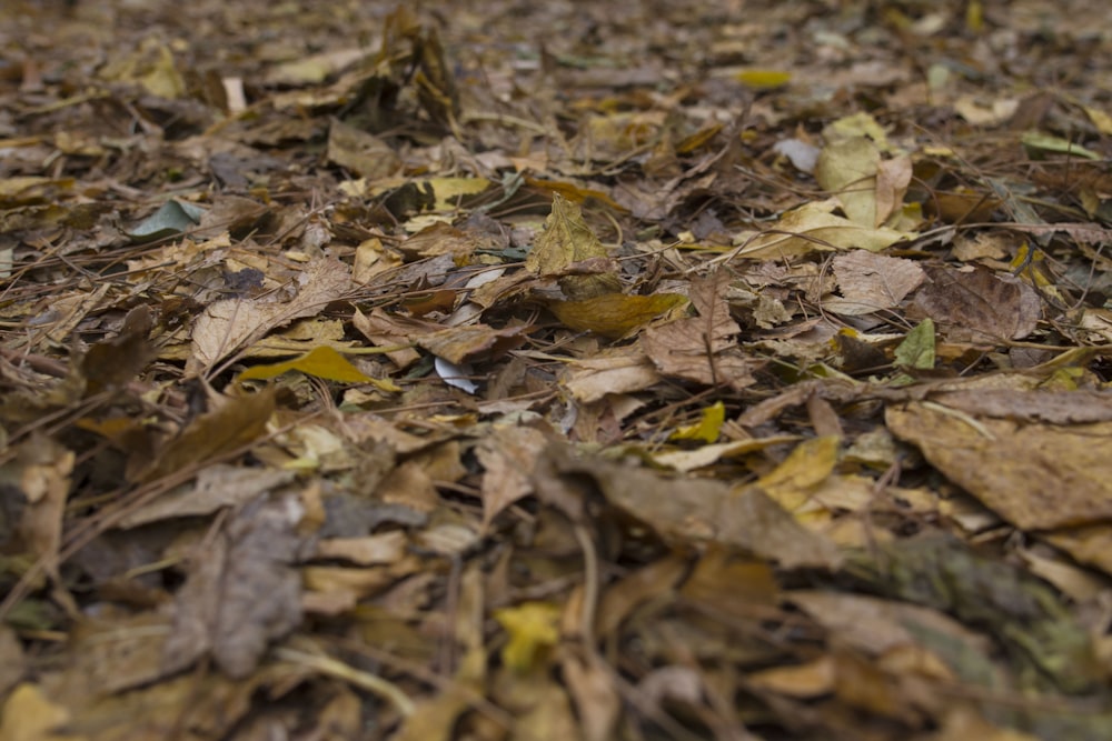 a bunch of leaves that are laying on the ground