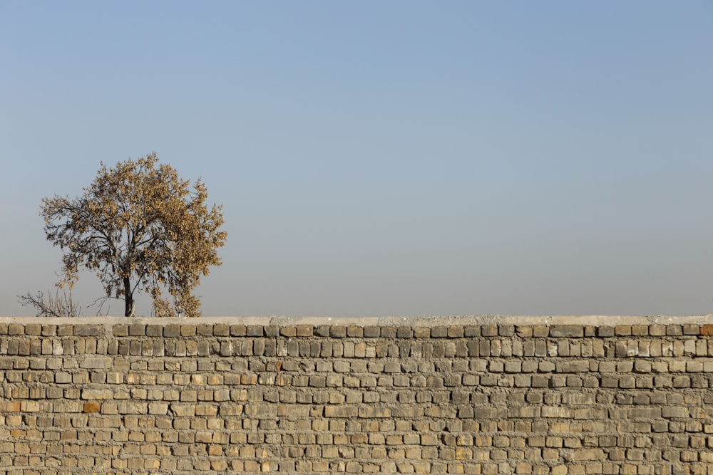 a lone tree sitting on top of a brick wall