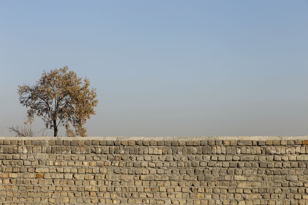 Un árbol solitario sentado encima de una pared de ladrillos