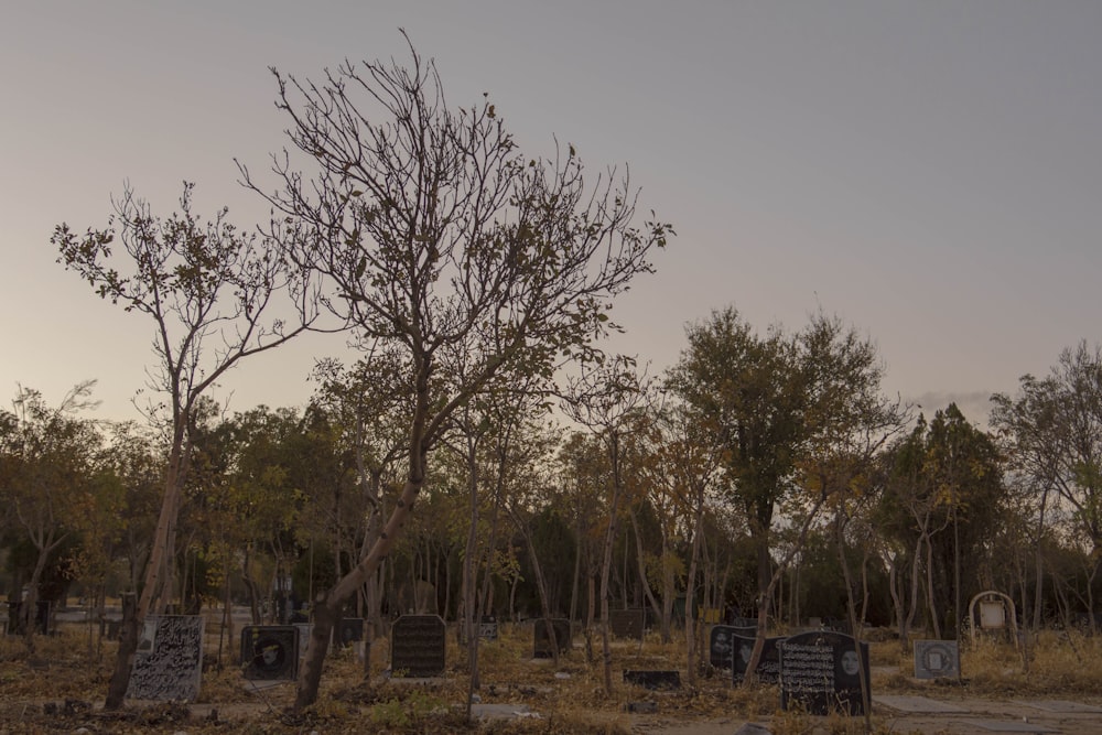 a cemetery in the middle of a wooded area