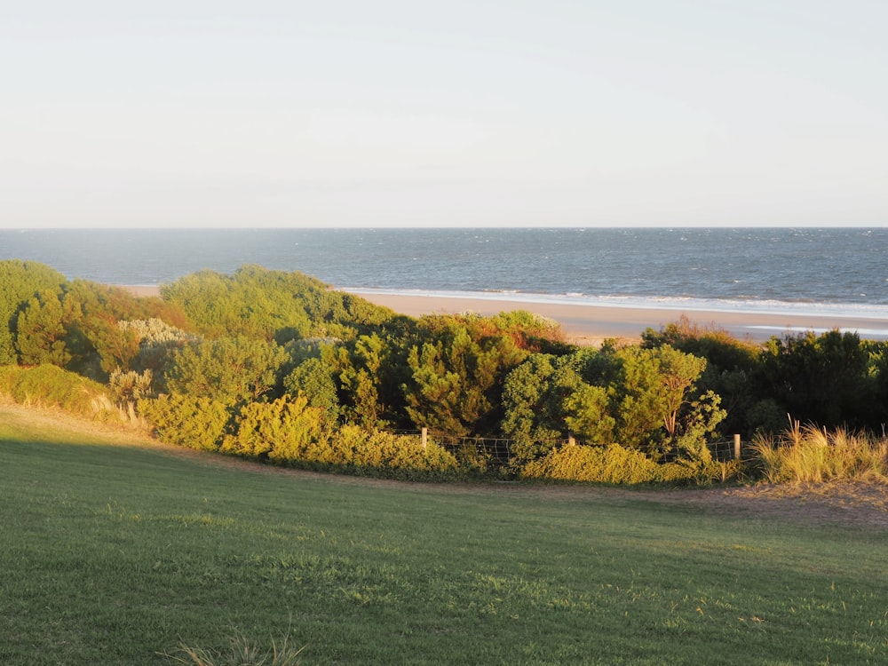 a grassy field with trees and a beach in the background