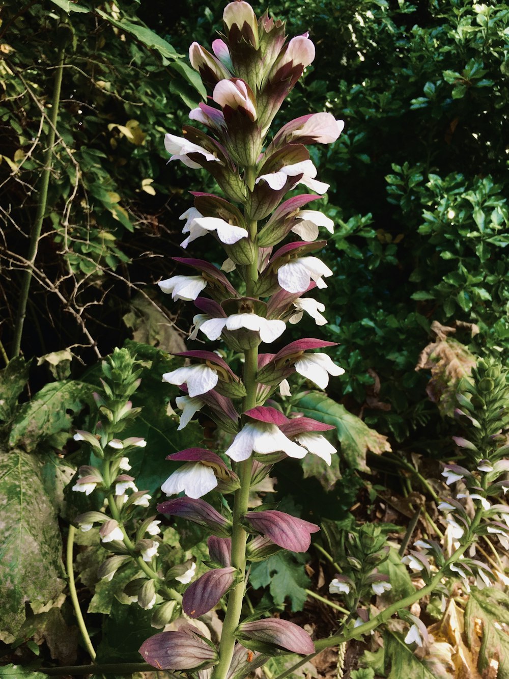 a purple and white flower in a garden