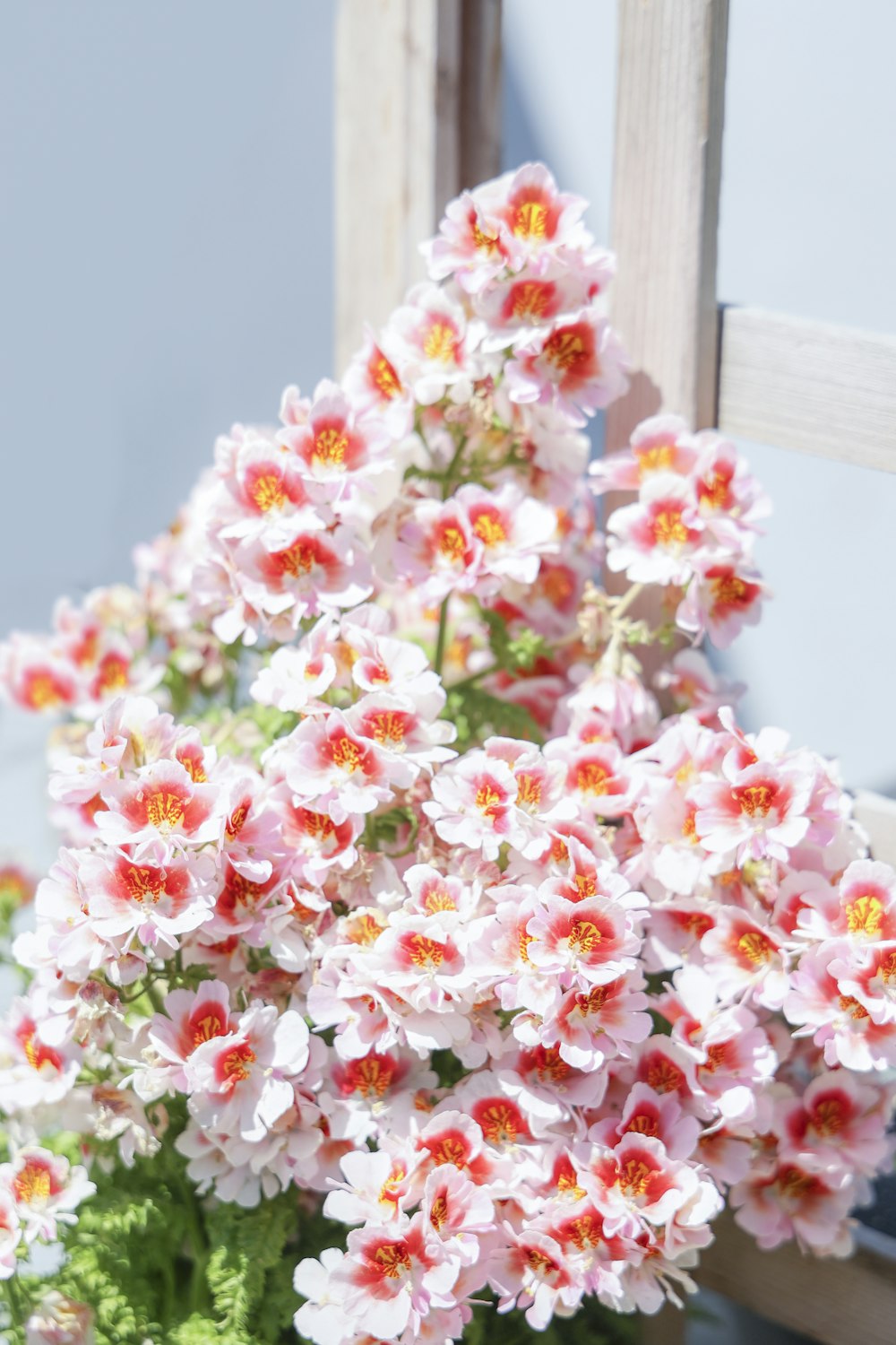 a potted plant with pink and yellow flowers