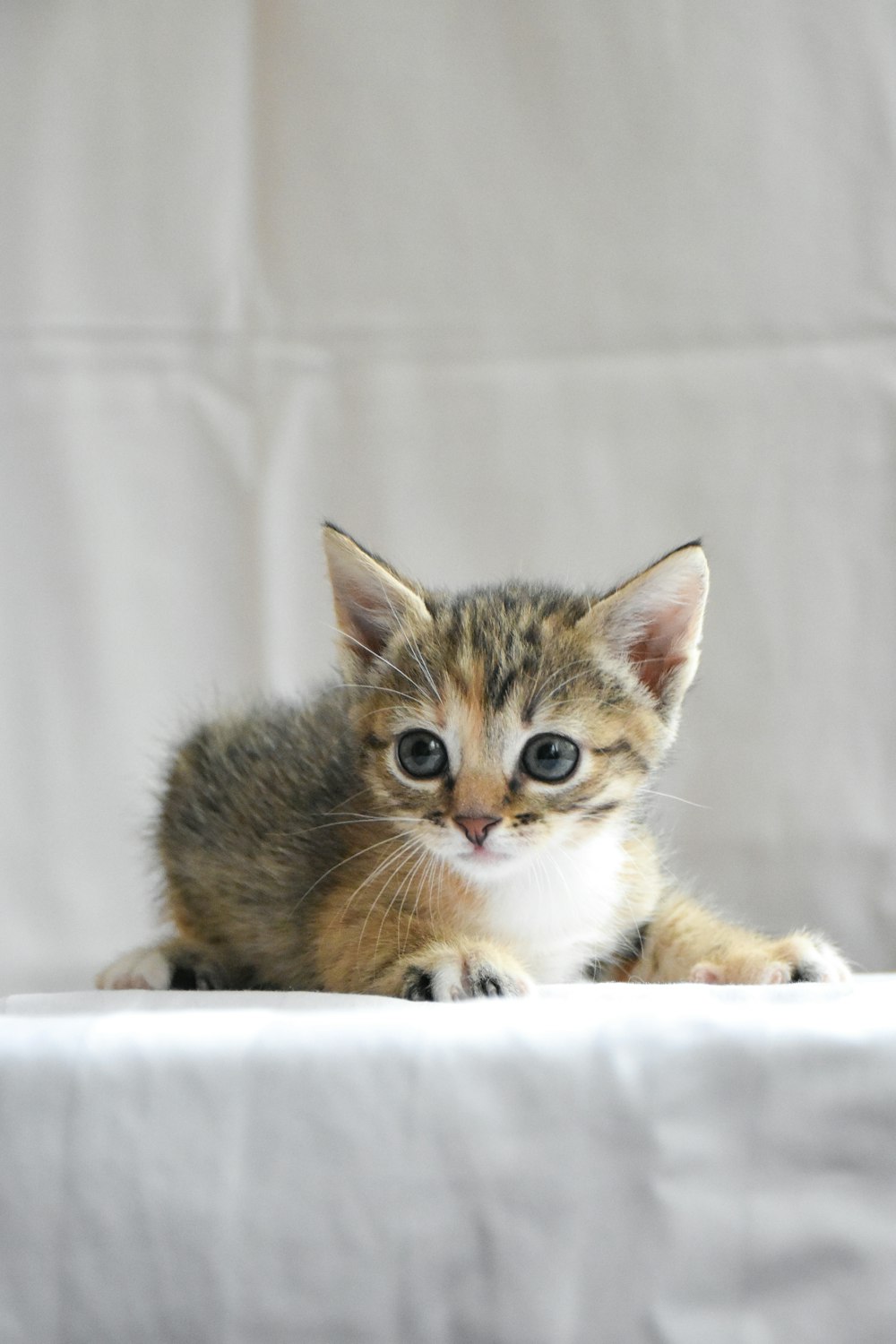 a small kitten sitting on top of a white table