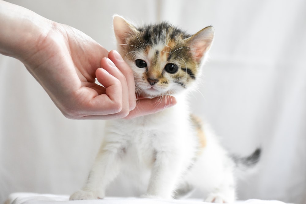 a small kitten being petted by a person's hand