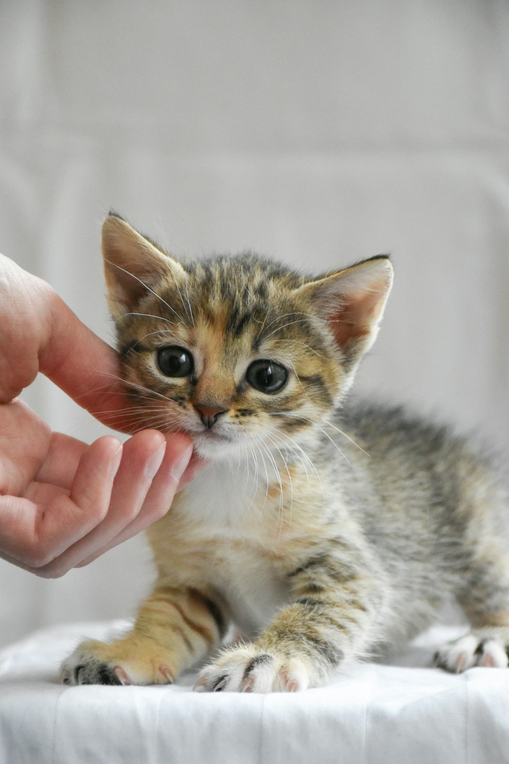 a small kitten sitting on top of a white table