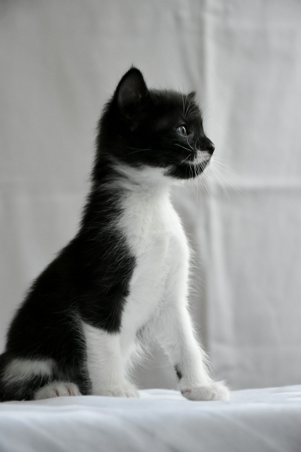 a black and white kitten sitting on top of a bed