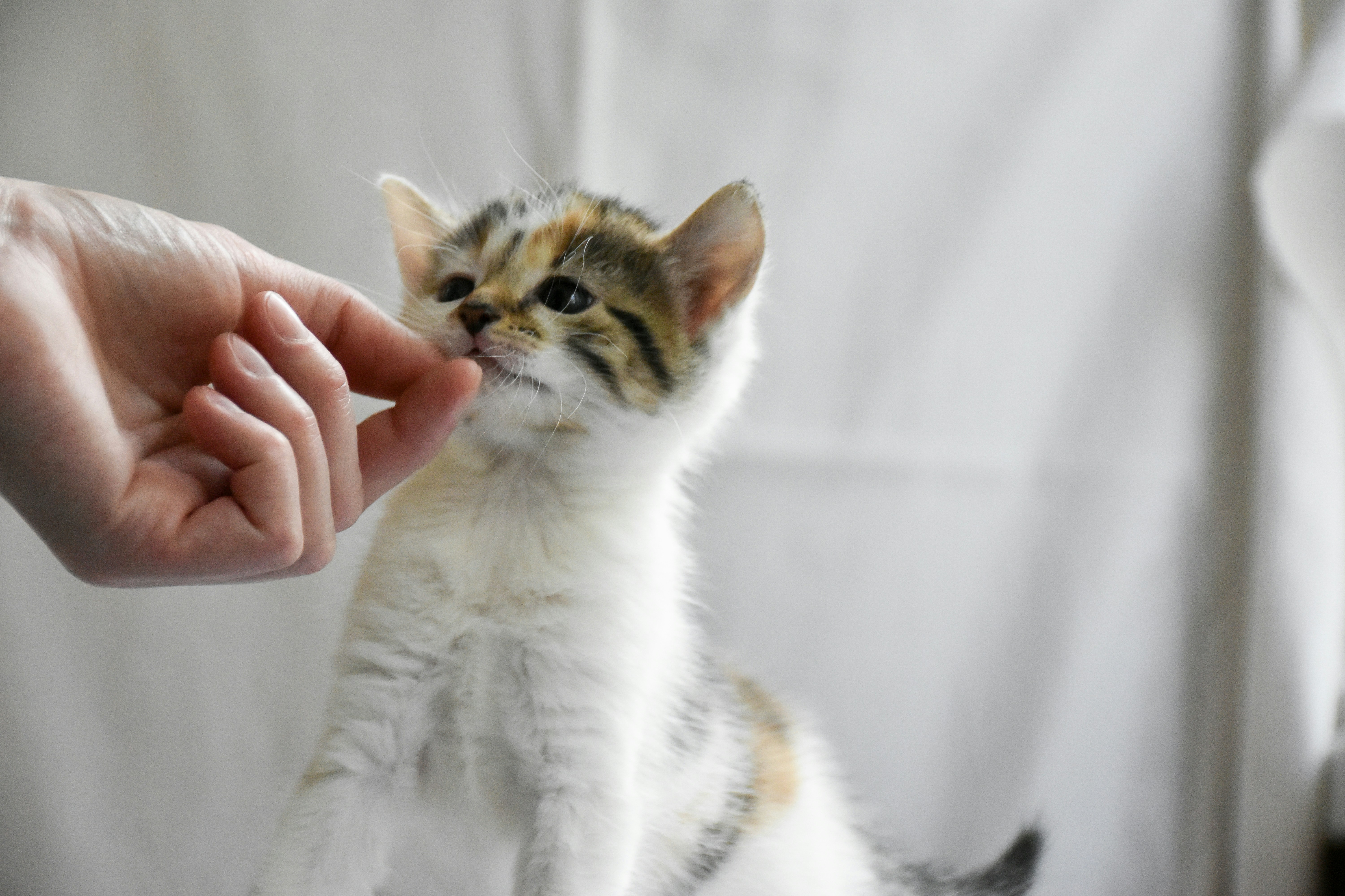 a small kitten is being petted by a person