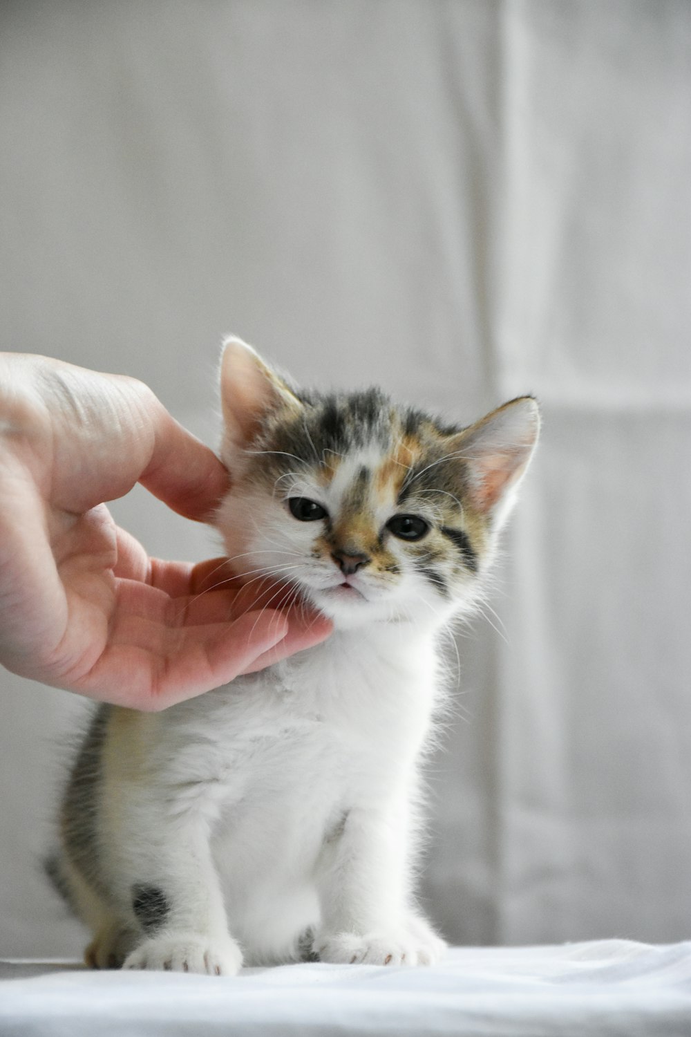 a small kitten being petted by a person