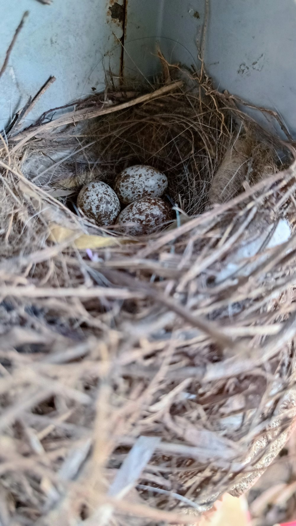 a bird nest with three eggs in it