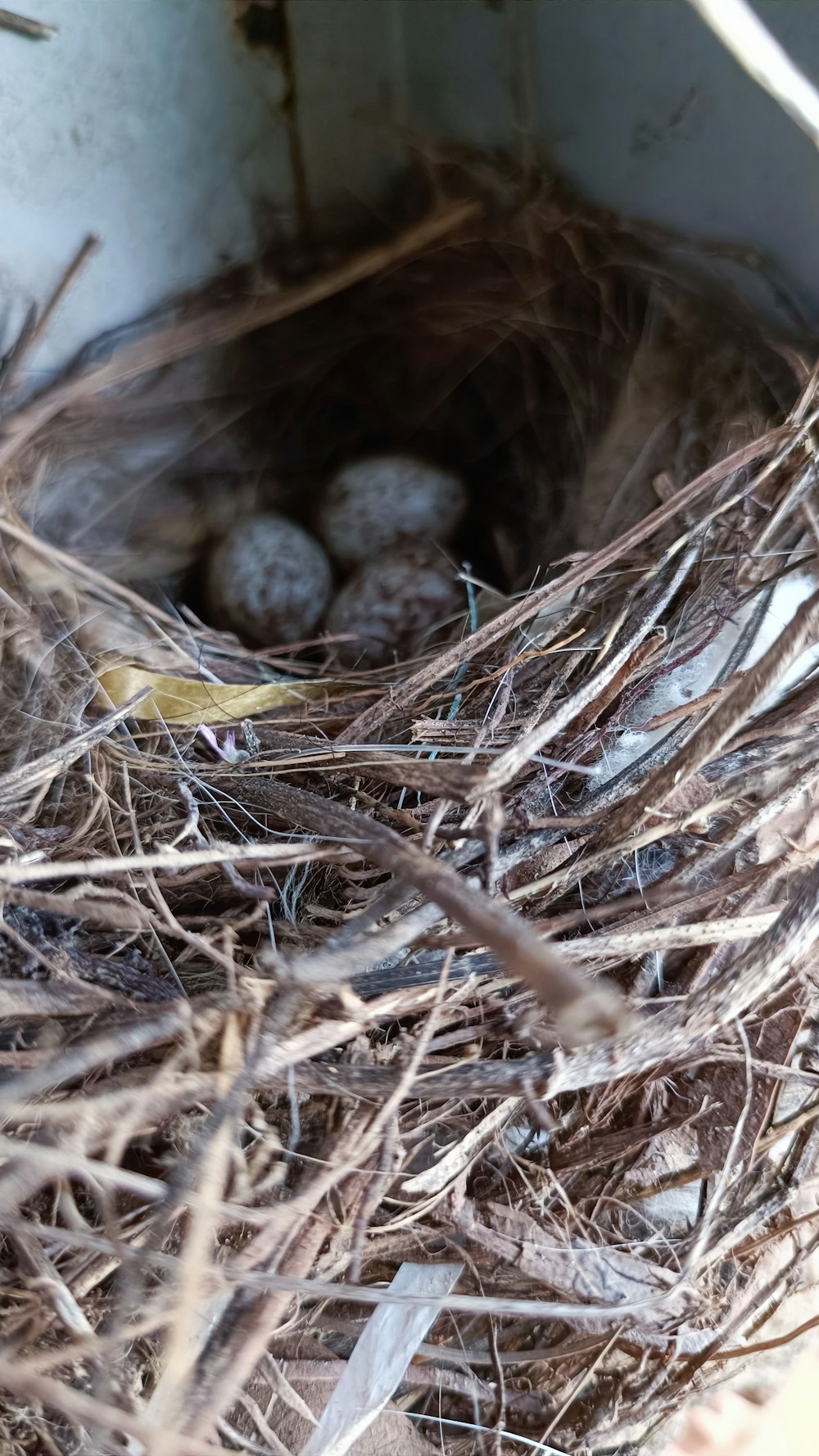 a bird nest with three eggs in it