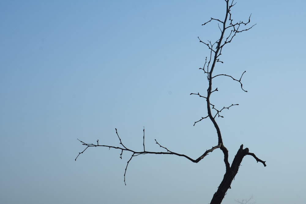una rama de árbol desnuda contra un cielo azul