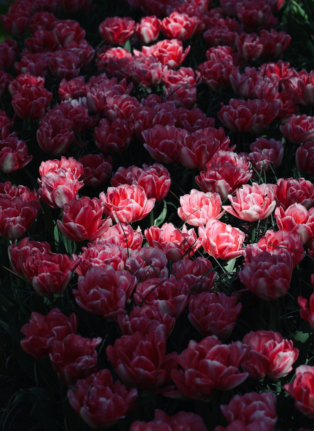 a bunch of red flowers that are in the grass