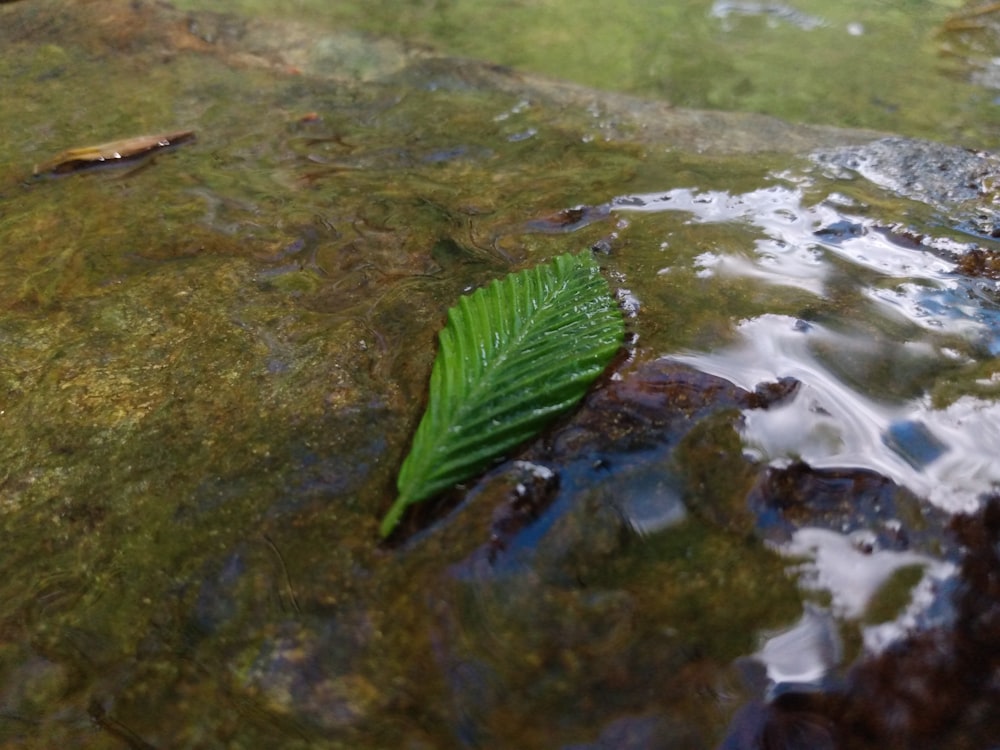 a green leaf floating on top of a body of water