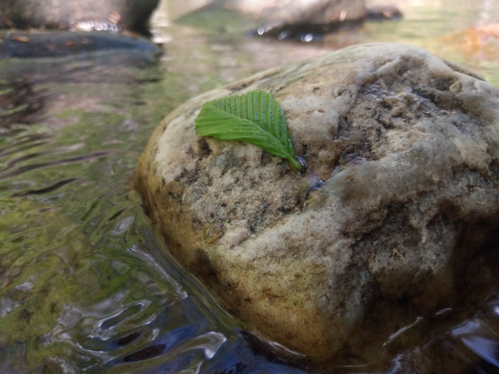 a leaf that is sitting on a rock in the water