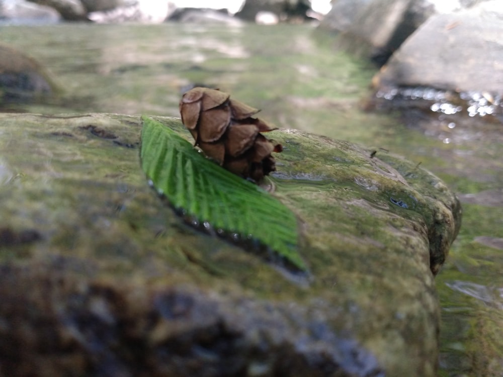 a pine cone sitting on top of a green leaf