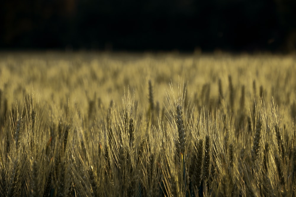 a field of wheat is shown in the foreground