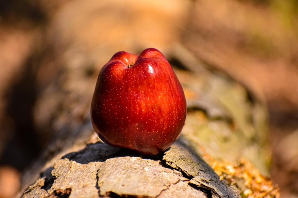 a red apple sitting on top of a tree branch