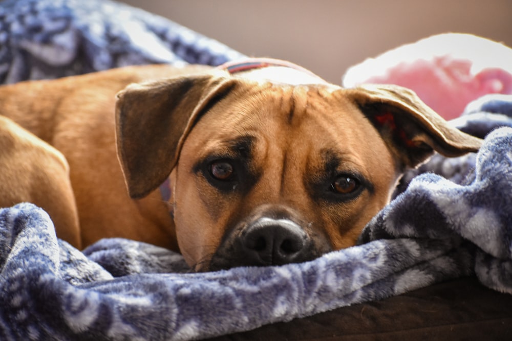 a brown dog laying on top of a blanket