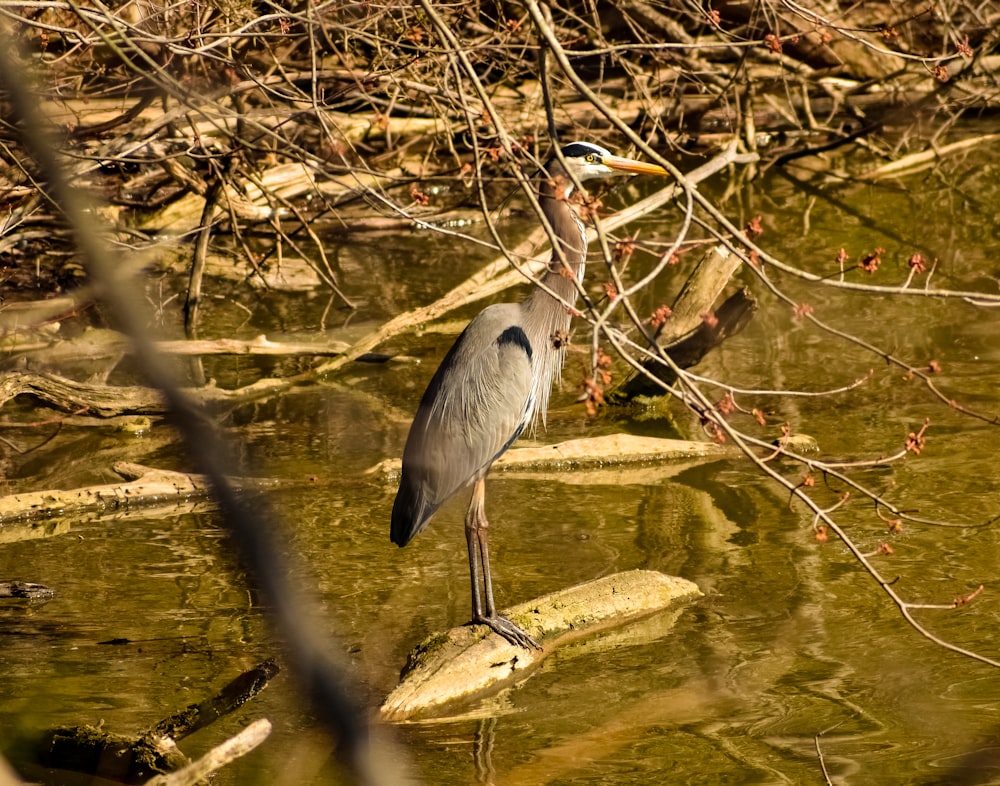 Ein Vogel steht auf einem Felsen im Wasser