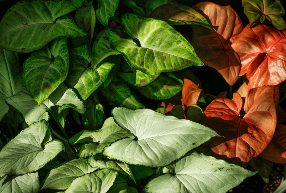 a close up of a potted plant with green and red leaves