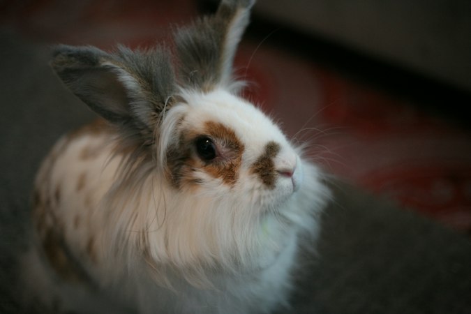 White and brown Lionhead-type rabbit with upright ears resting indoors