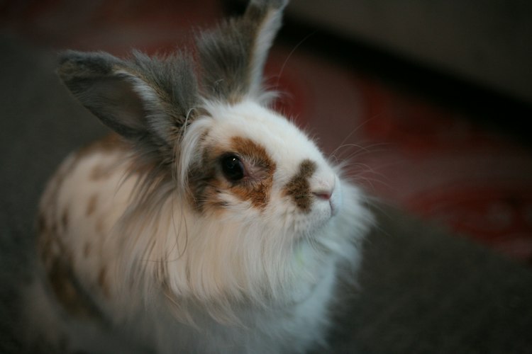 White and brown Lionhead-type rabbit with upright ears resting indoors