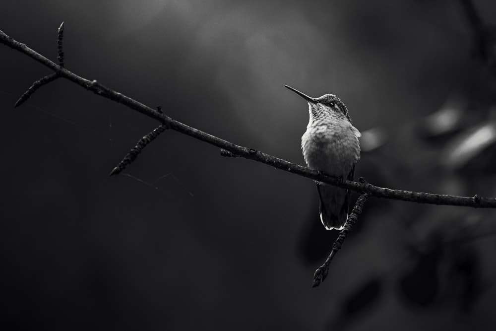 a black and white photo of a bird on a branch