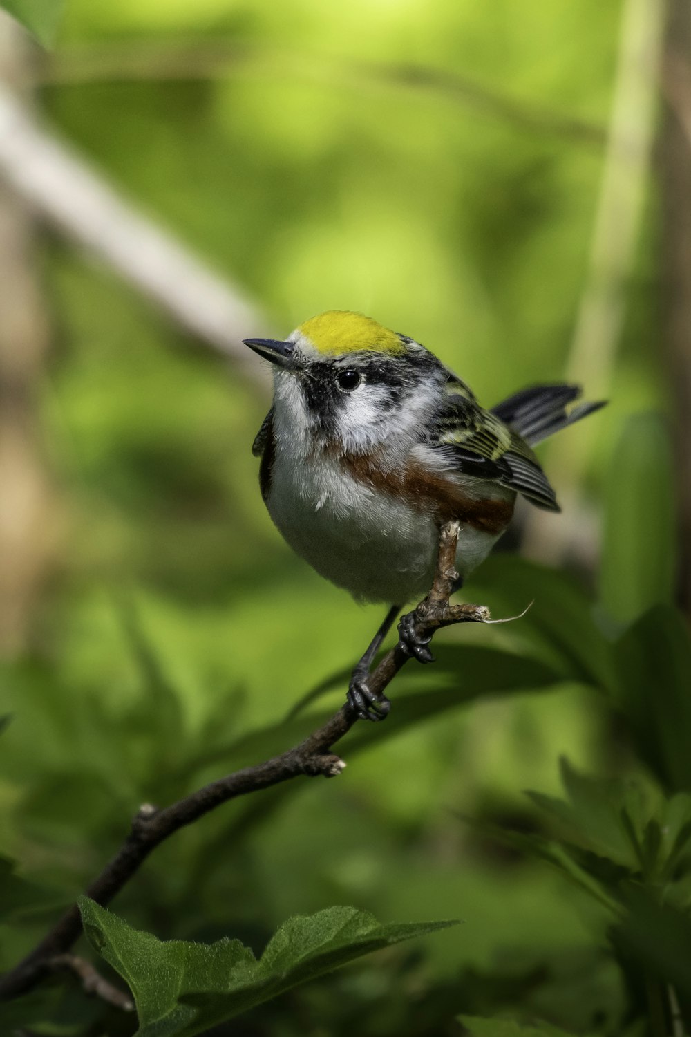 a small bird perched on a tree branch