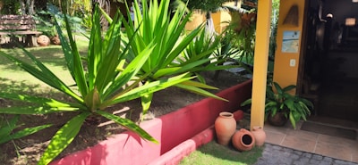 A well-maintained garden area featuring lush green plants with long, pointed leaves. There's a red garden bed bordering the plants and several terracotta pots placed on the ground next to a yellow pillar. In the background, there's a wooden bench and the entrance to a building with paintings hanging on the wall.