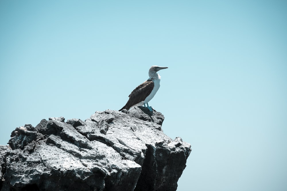 a bird sitting on top of a large rock