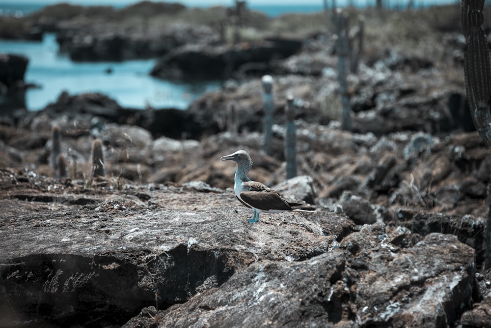 a bird sitting on top of a rock next to a body of water